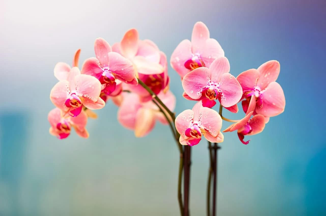 9 Loại Cây Nên Hiện Diện Trong Phòng Giúp Bạn Ngủ Ngon