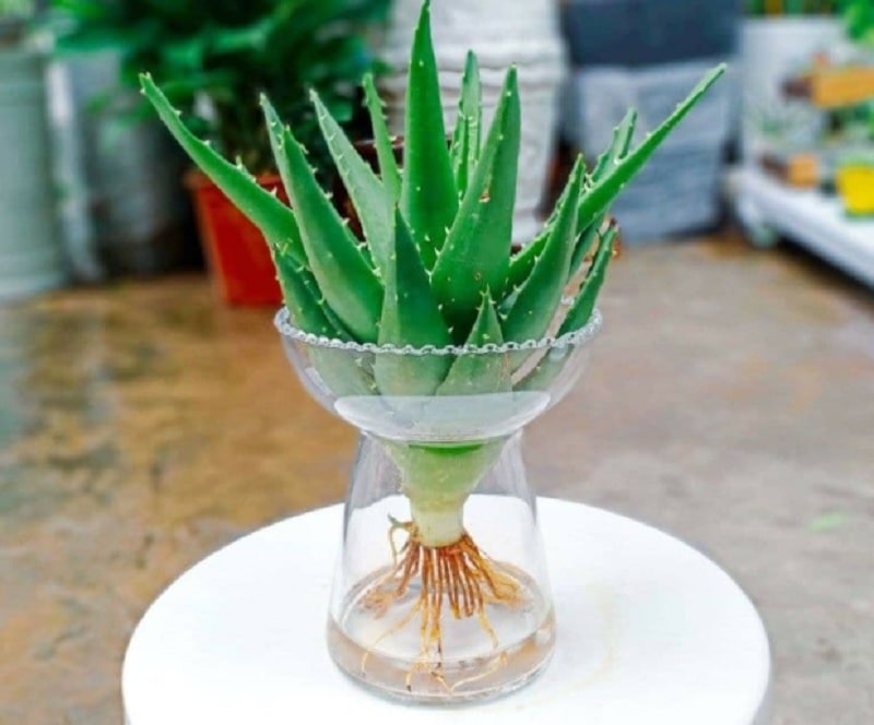 9 Loại Cây Nên Hiện Diện Trong Phòng Giúp Bạn Ngủ Ngon