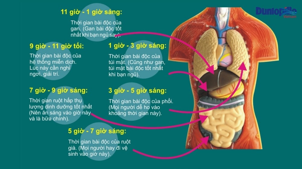 Thời Gian Hoạt Động Của Cơ Quan Nội Tạng Khi Ngủ